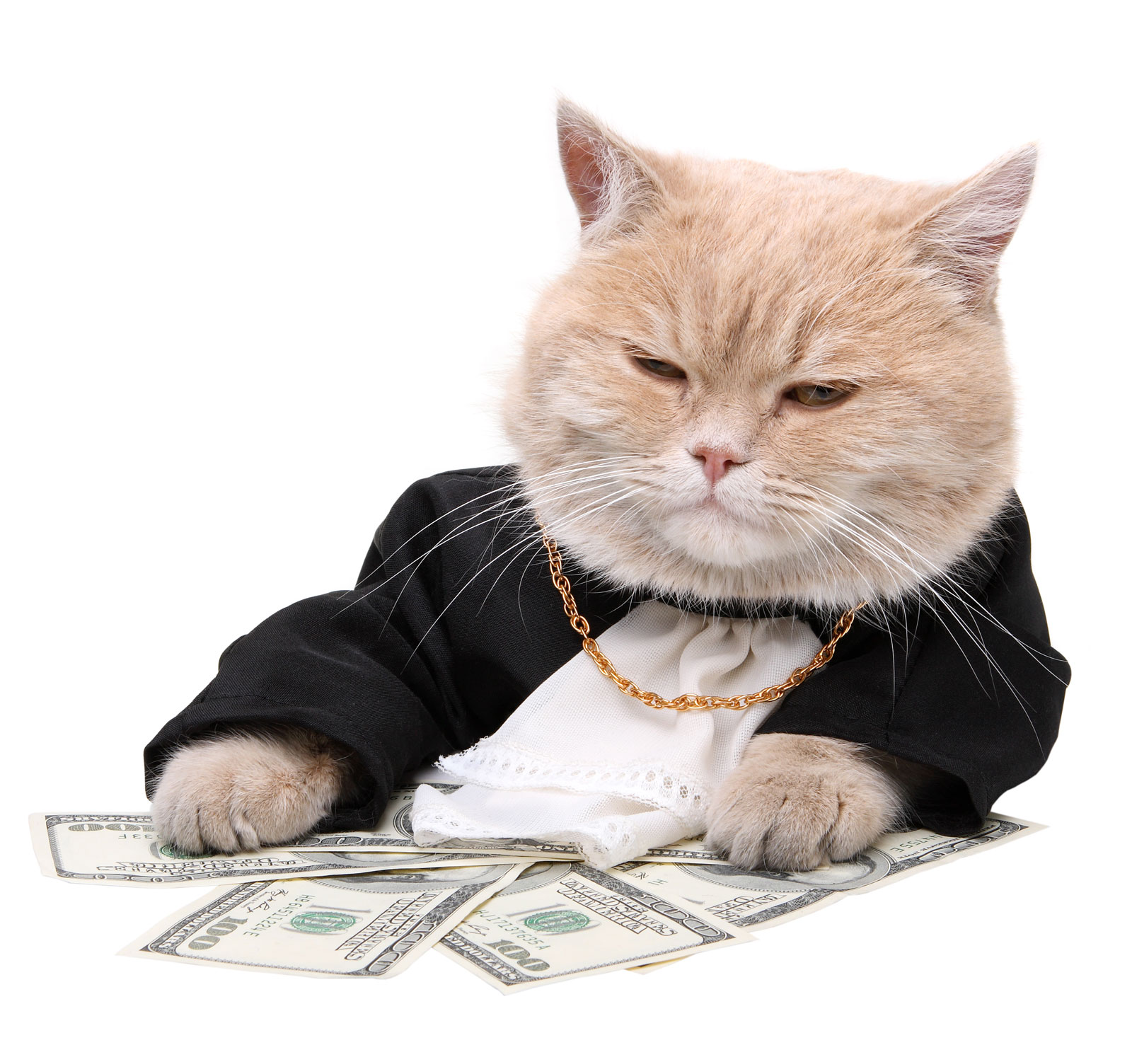 A cat with some bling and some cash, a fairly accurate image of Matthew Cowan of Sutton NH.